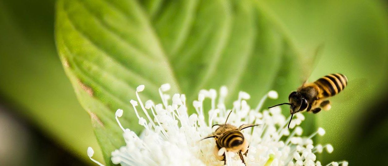 apipharm-blog-working-bee