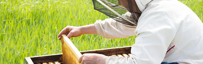 basilikos-poltos-arthro